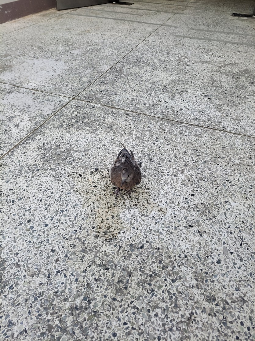 다쳤나봐요 ㅠㅠ 물줘도 안먹어요(0)