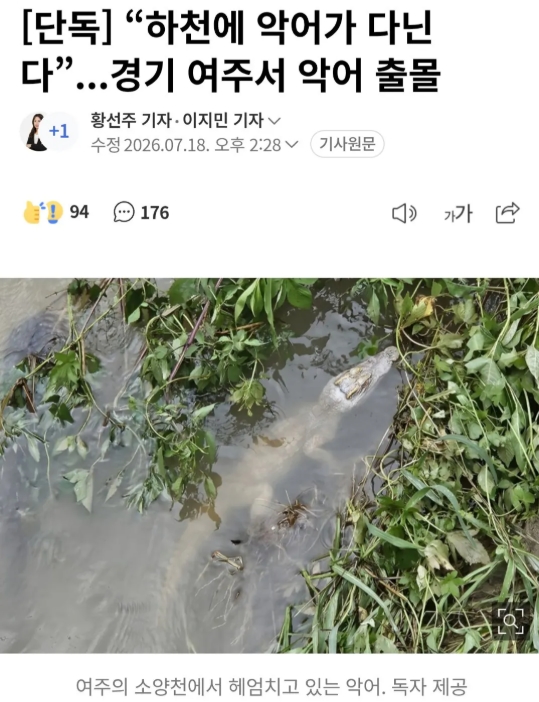 여주 하천에서 악어 발견(0)