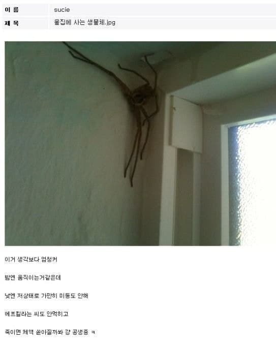 다들 거미 무서워하시나요(0)