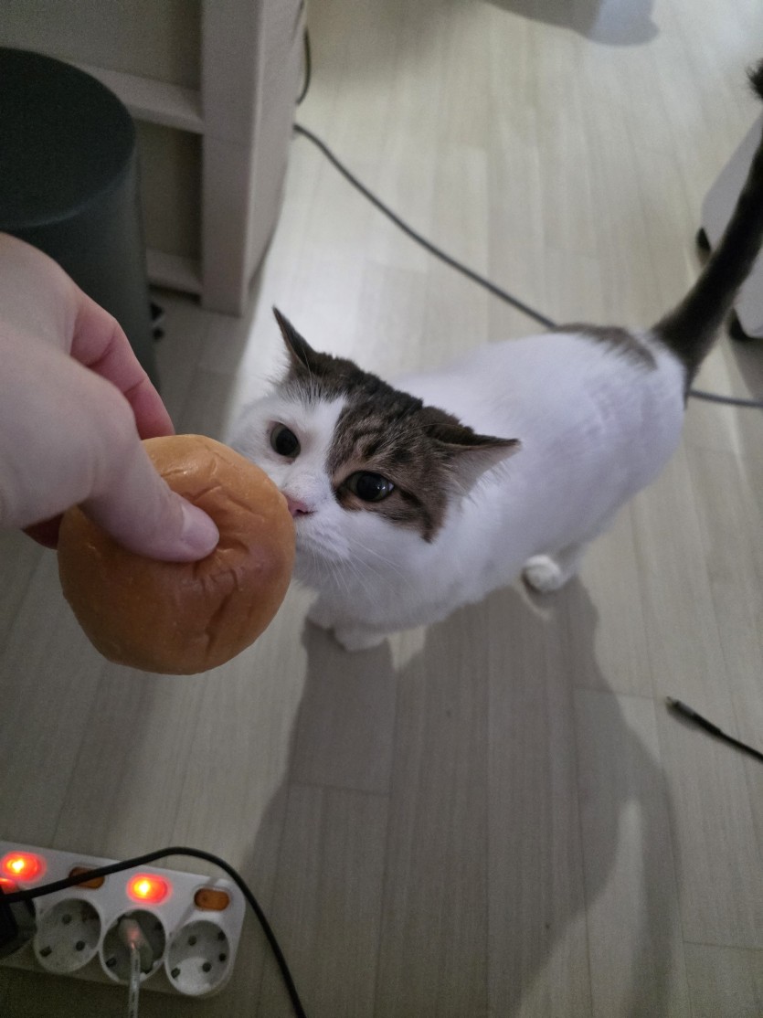 ㄱㅇㅇ아 밥먹자(0)