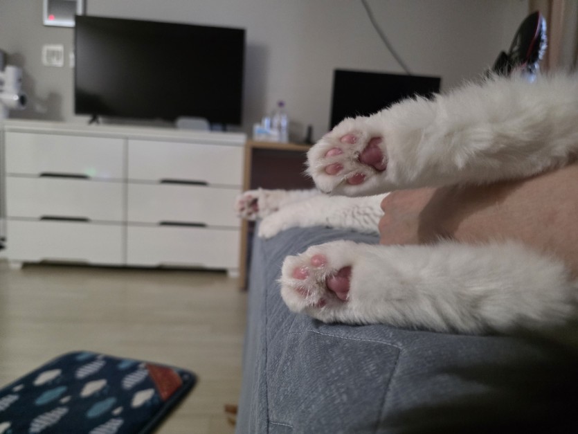 핑크젤리(0)