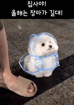 비가 갑자기 엄청 쏟아지네요.(0)