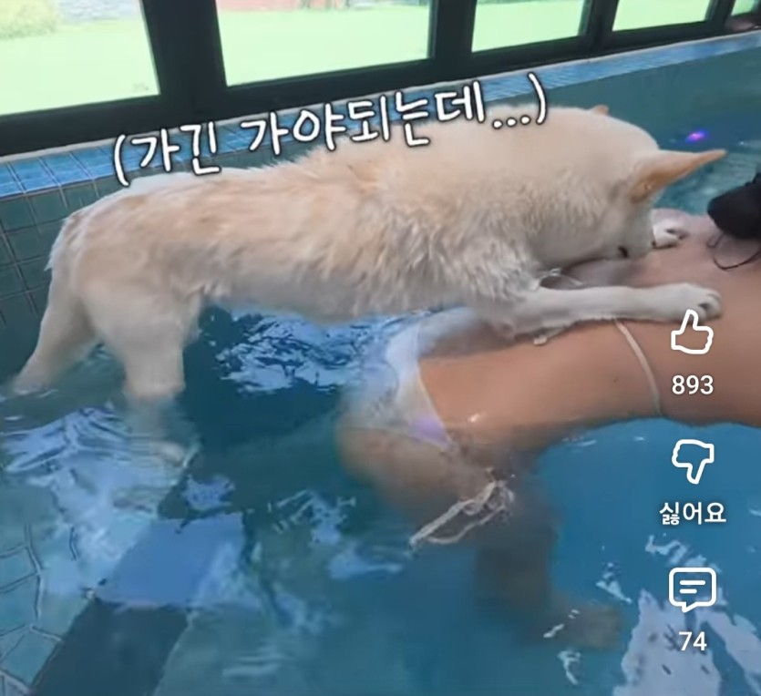 멍멍이도뒷치키하노(0)