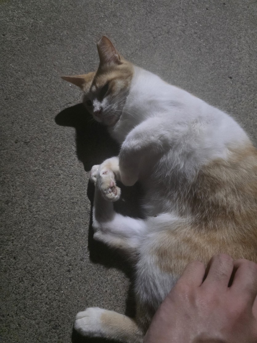 러닝중 길냥이 궁디팡팡(0)