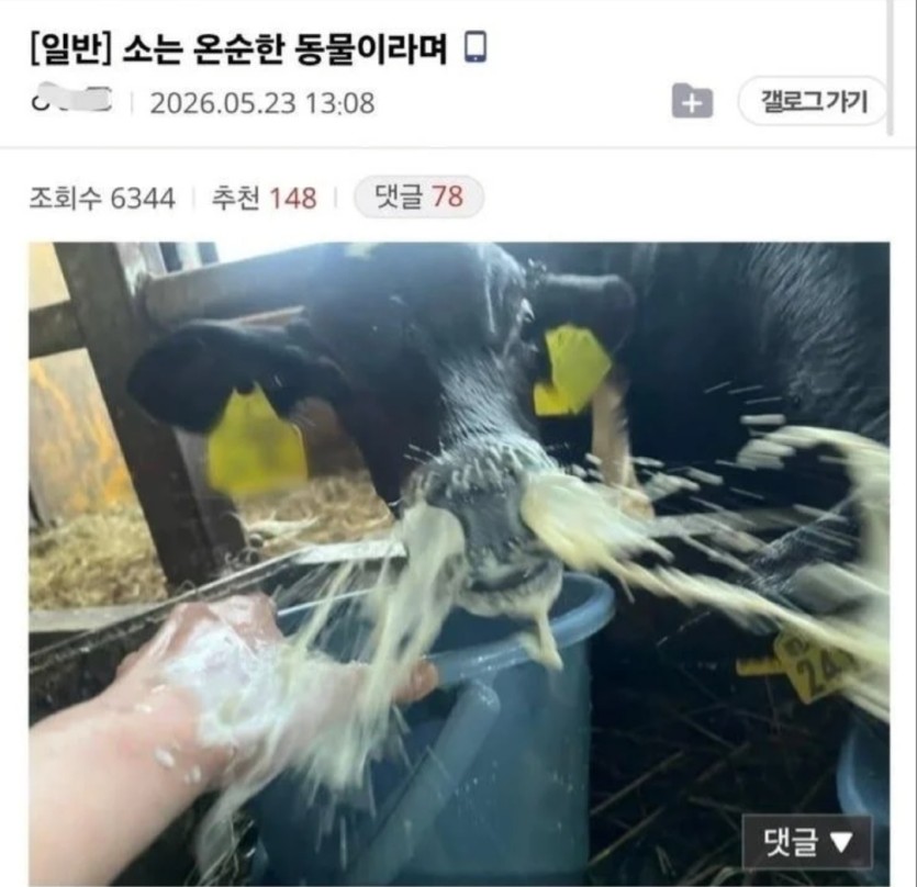 소는 온순한 동물이라며(0)