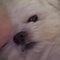 다저스는 햄진이 있을때(0)