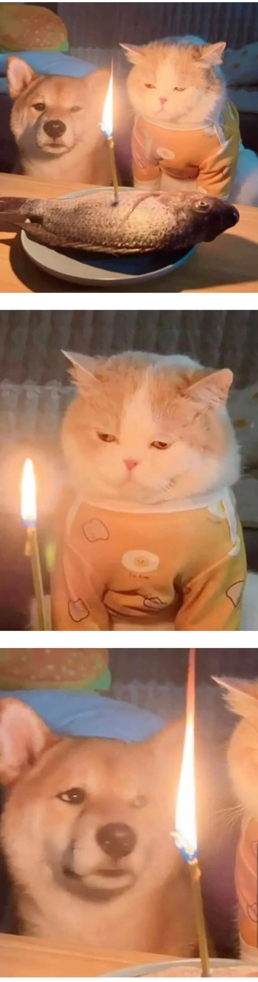 싱글벙글 급하게 차린 고양이 생일상.jpg(0)