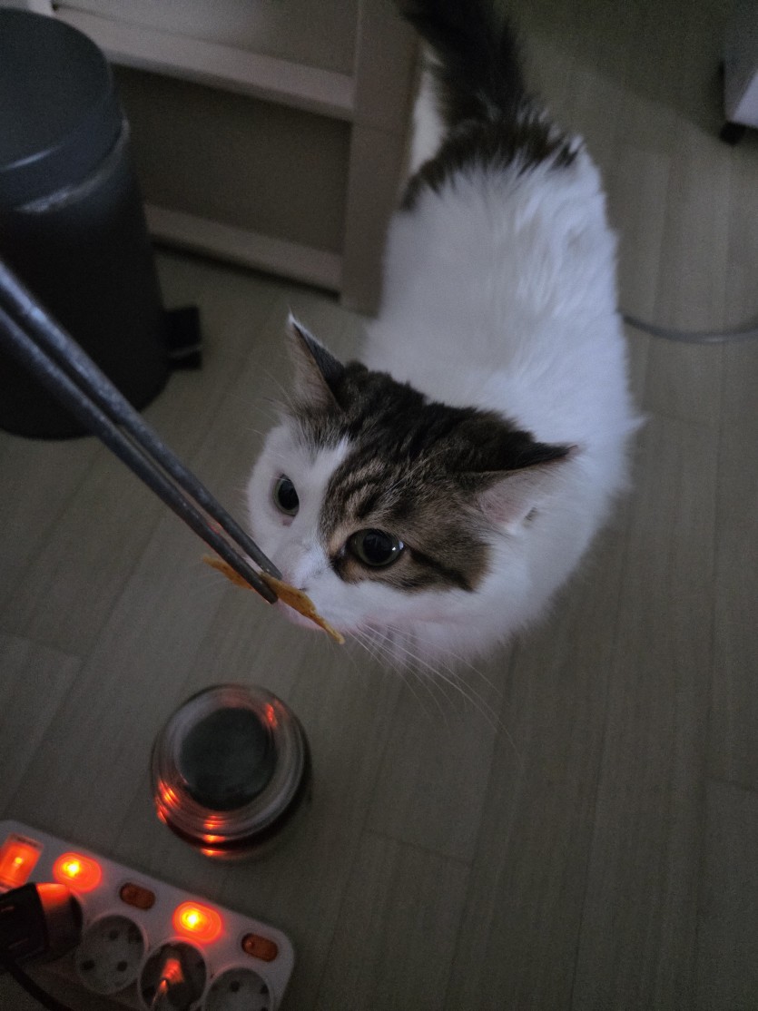 ㄱㅇㅇ야 나쵸먹자(0)