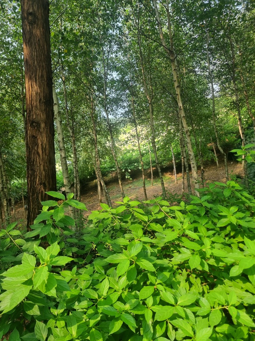 수국축제왔으요 ㅅㅅㅅ(2)