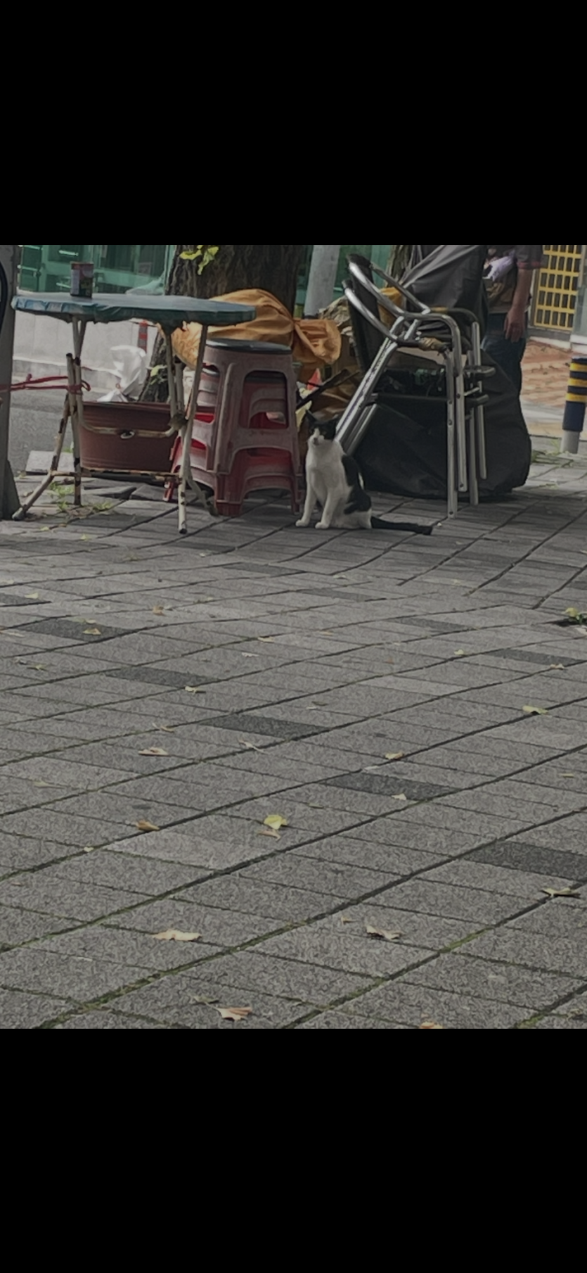 슈퍼에서  가르는  냥이 ㅋㅋ(0)