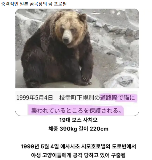 냥아치들 진짜 무섭다니까여(0)