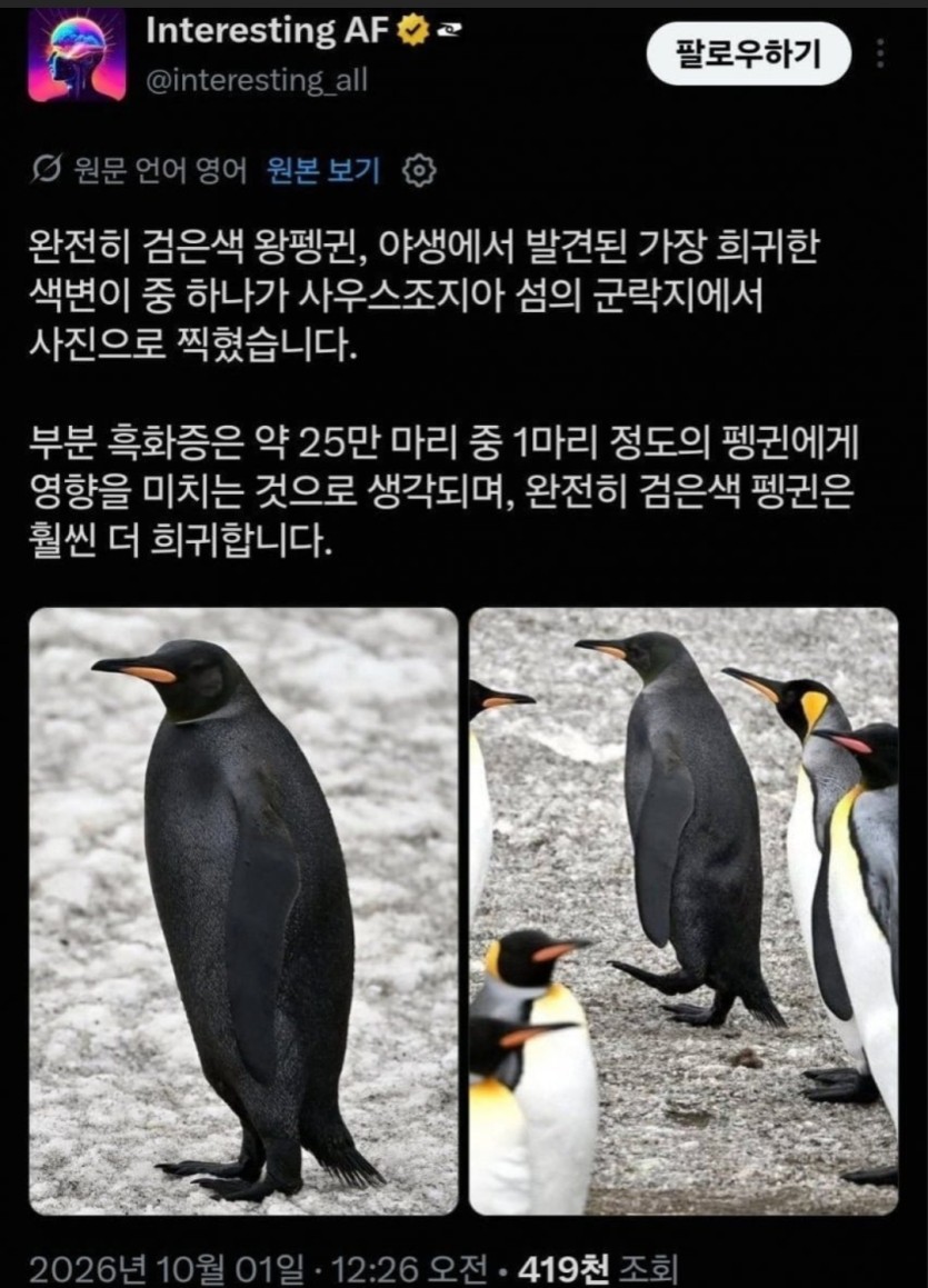 까마귀 펭귄(0)
