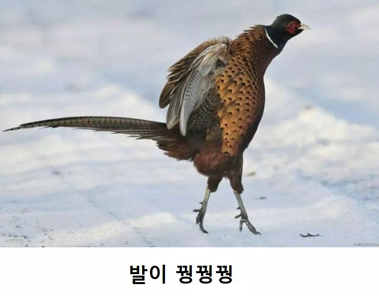 이 짤 쓰려고 얼마나 기다린지 아십니꼬?(0)