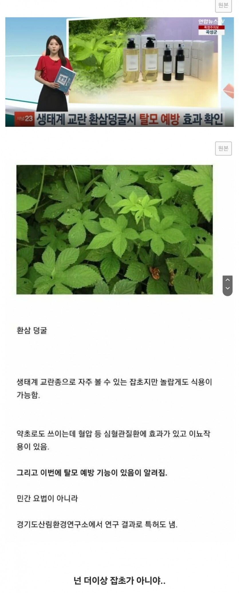 한국 생태계를 파괴중인 외래종 잡초의 결말(0)