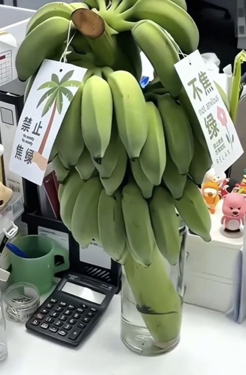 직장인들, 사무실서 '녹색 바나나' 키우는 이유는(0)
