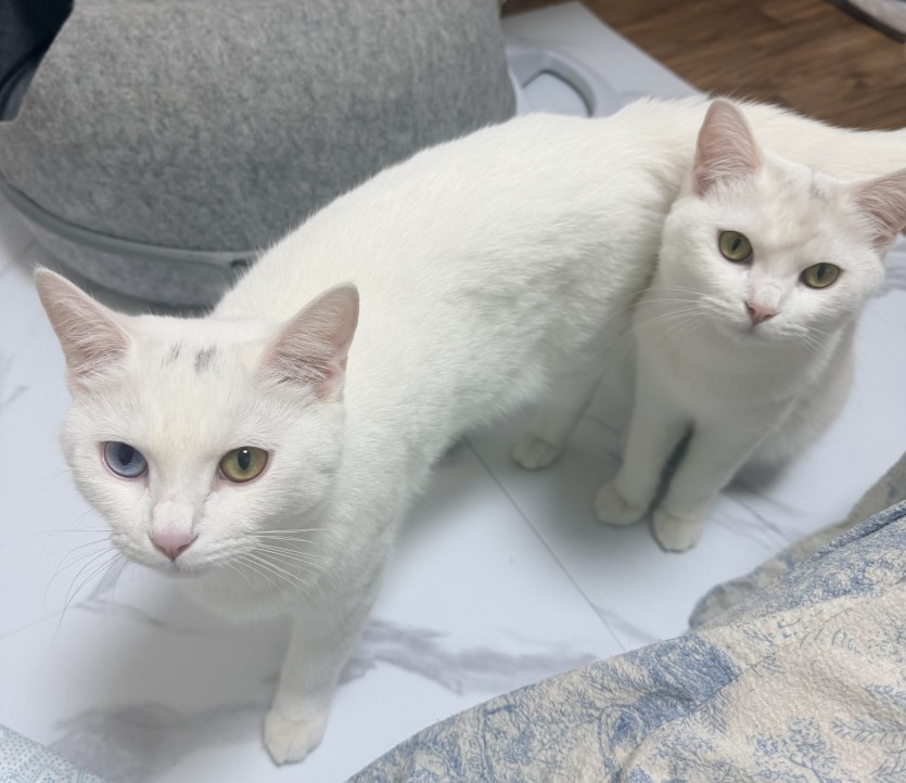 고양이 한마리 좀 책임져줄수?(0)