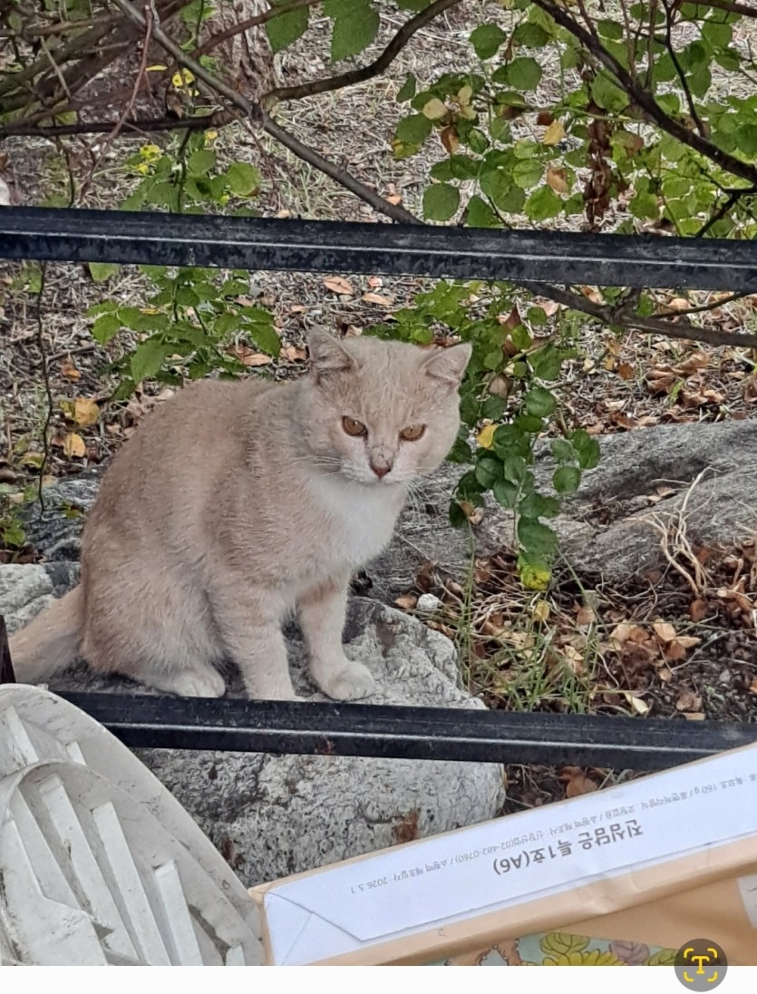 길거리치곤(0)