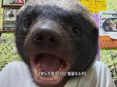과거글 보다가 매운짬뽕글보니 생각나넹(0)