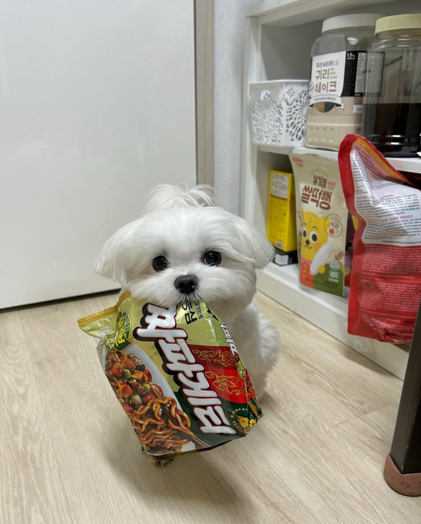 맛점 하셨나여(0)
