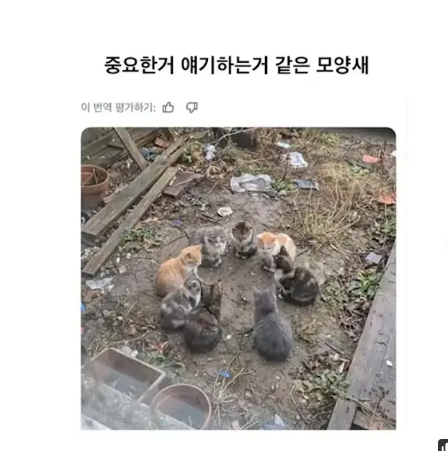 오늘밤 개들의 마지막 밤이 될것이다.(0)