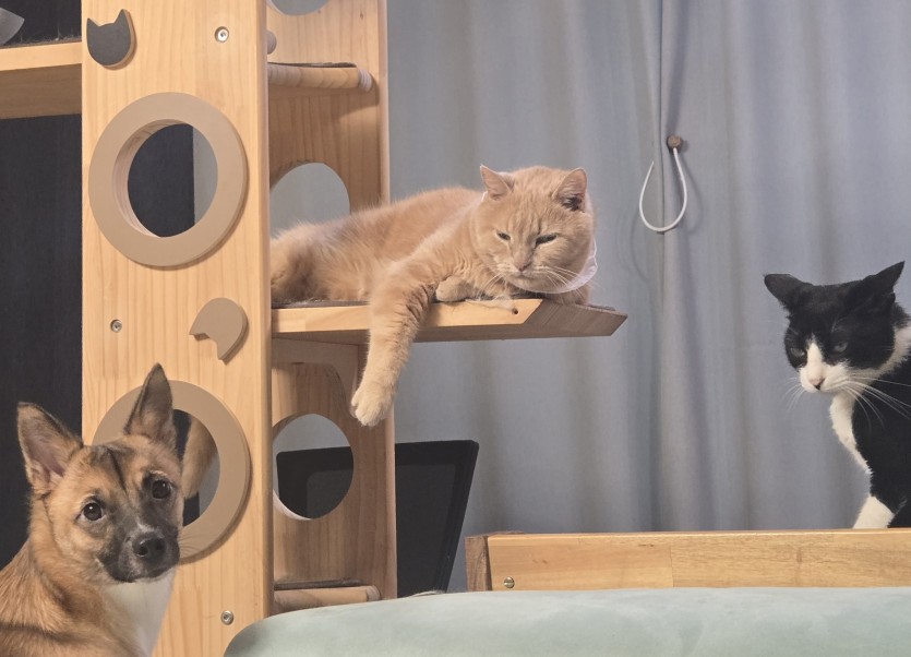 고양이와 멍뭉이 ㅋ(0)
