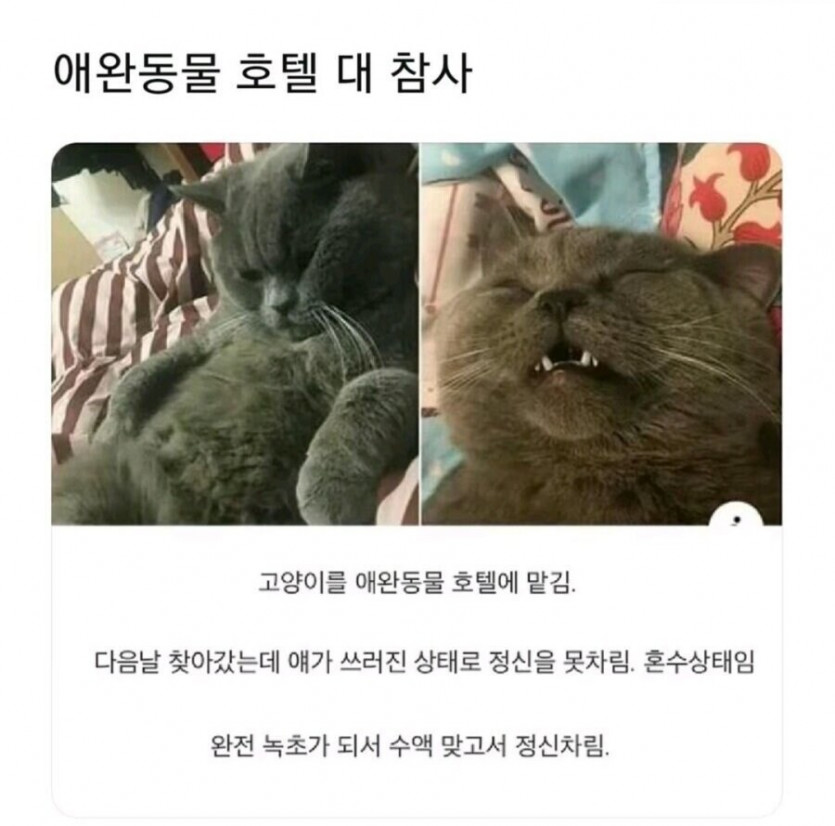 애완동물 호텔 대 참사(0)