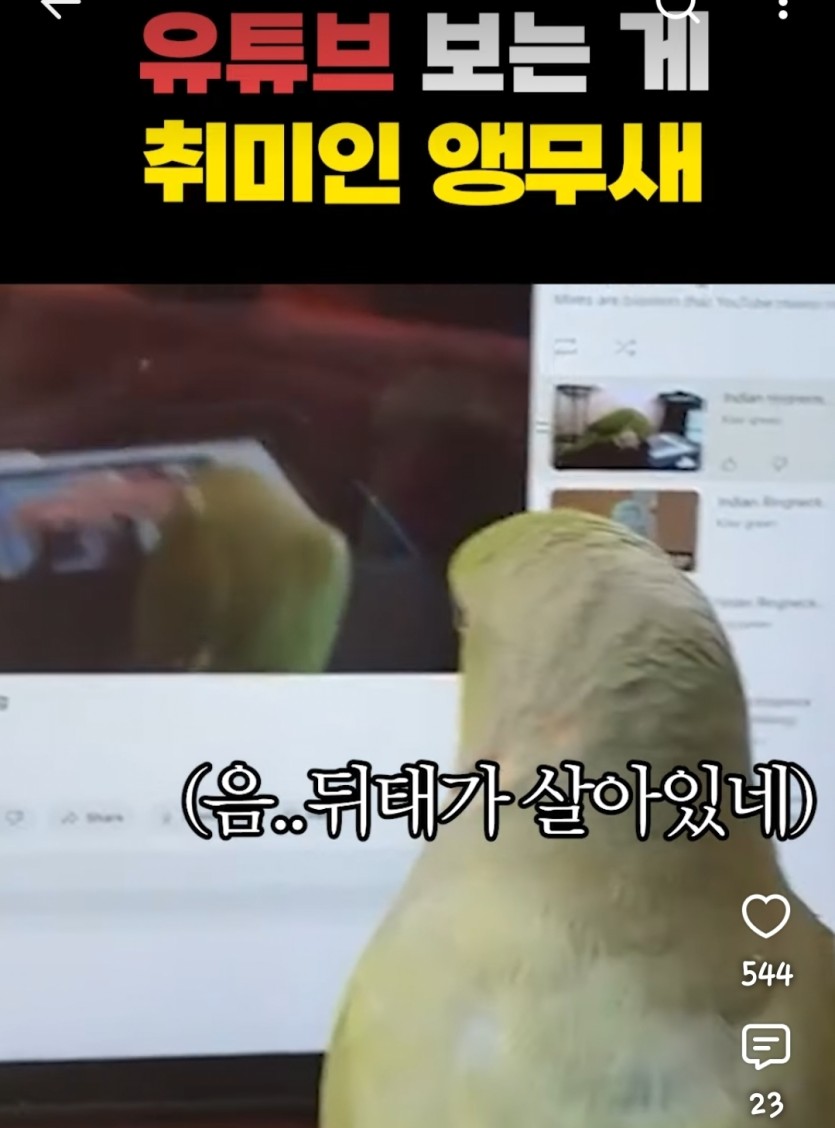 티비로 유튜브 틀어놓고(0)