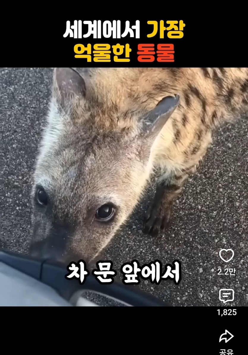 라이온킹때문에 이미지 나락(0)