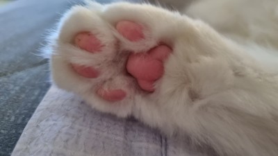 (0)