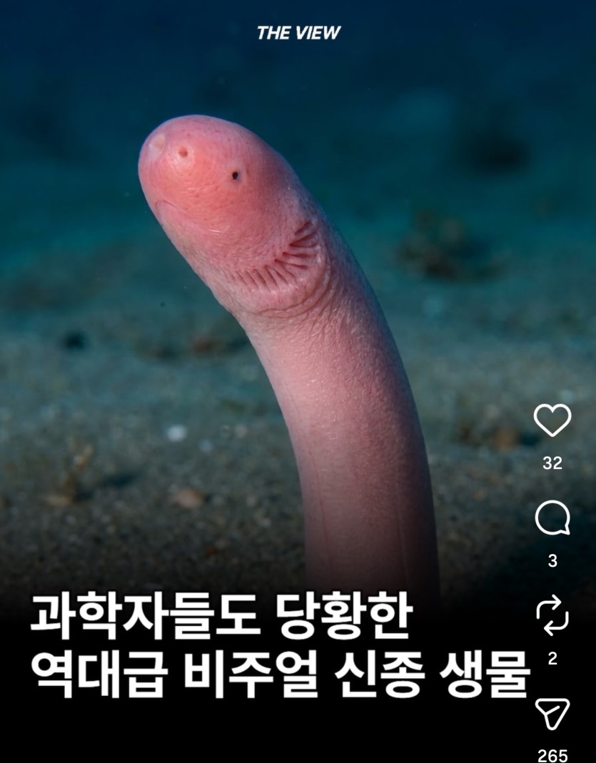 신종 해양생물이라고 하네요(0)