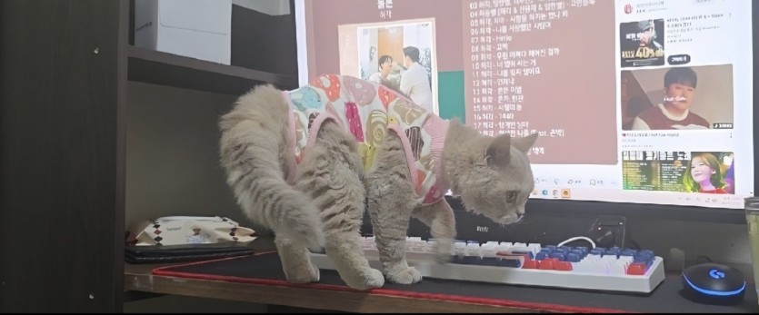 냥이 어떤가요 귀엽나요?(0)