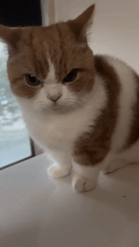 크보는 안왔나요?(0)