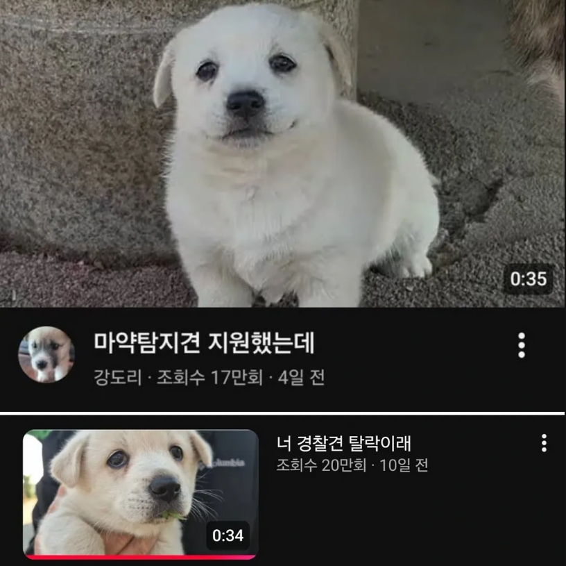 취업 실패한 강아지(0)