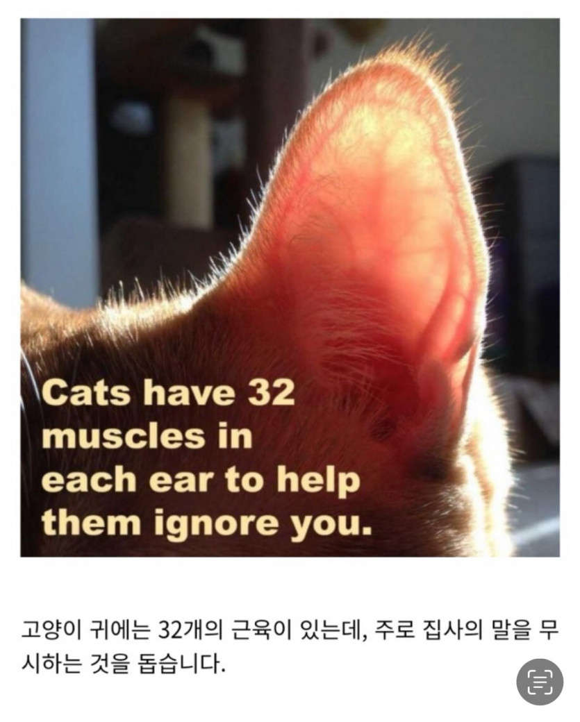 고양이 귀 근육(0)