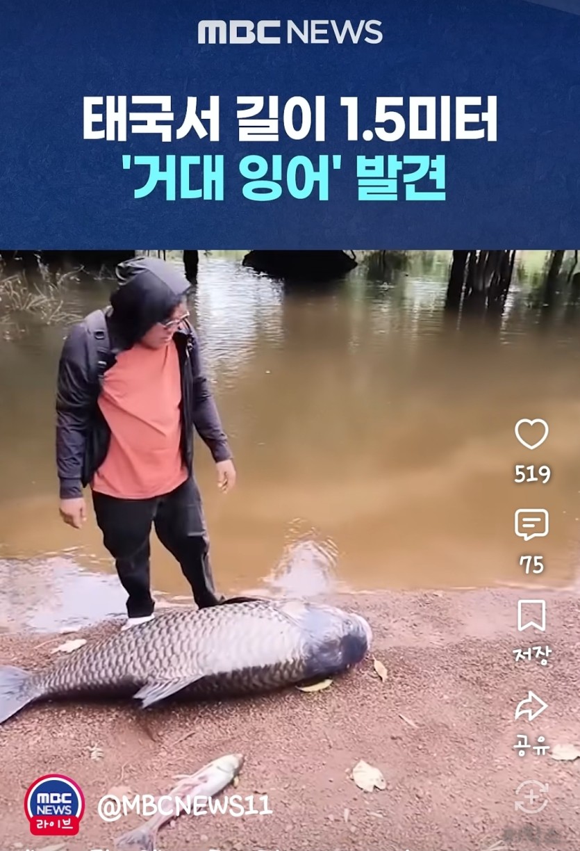잉어킹보이즈 ㄷㄷㄷ(0)