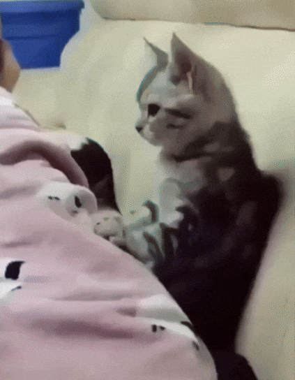 댓노는 멈추면 안됩니다(0)